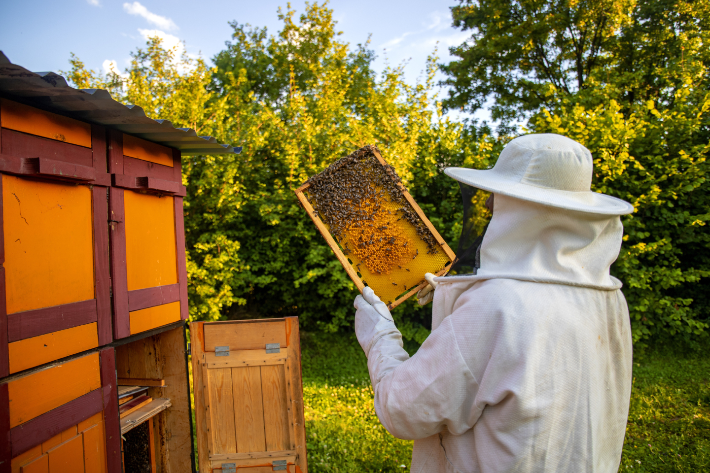 Oak Organic Honey quality assurance — pure honey from Kenya
